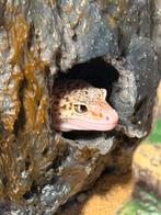 Gezocht:Mannelijke mack snow of Hypo Tangerine luipaardgekko, Dieren en Toebehoren, Reptielen en Amfibieën, Hagedis, Tam, 3 tot 6 jaar