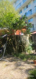 Set tuinplanten: 2 grote seringen + varens + conifeer, Overige soorten, Lente, 250 tot 400 cm, Ophalen