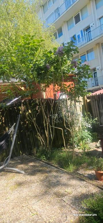 Set tuinplanten: 2 grote seringen + varens + conifeer  beschikbaar voor biedingen