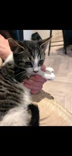 Kitten, Dieren en Toebehoren, Katten en Kittens | Raskatten | Langhaar, Poes, Ontwormd, 0 tot 2 jaar