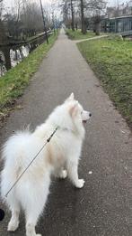 Samoyed, 6 jaar of ouder, Rabiës (hondsdolheid), Eén hond, Nederland