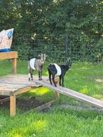 2 lakenvelder geiten tekoop, Dieren en Toebehoren, Vrouwelijk, Geit, 0 tot 2 jaar