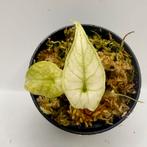 Scalprum Mint Variegata, Huis en Inrichting, Kamerplanten, Verzenden, Halfschaduw, Minder dan 100 cm