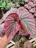 Begonia brevirimosa subsp. exotica, Ophalen of Verzenden, Overige soorten, Minder dan 100 cm