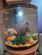aquarium met vissen, Ophalen of Verzenden, Zo goed als nieuw
