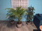 Mooie kamerplanten: Palm & Ficus, Huis en Inrichting, Kamerplanten, Ficus, 100 tot 150 cm, In pot, Groene kamerplant