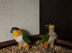 Koppel zwartkop witbuik caique broedkoppel, Meerdere dieren, Papegaai
