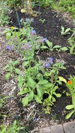 Komkommerkruid bernagie borage, Ophalen, Volle zon, Groenteplanten, Eenjarig
