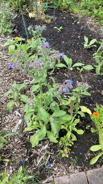 Komkommerkruid bernagie borage beschikbaar voor biedingen