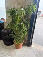 kunstplant, Ophalen, Gebruikt