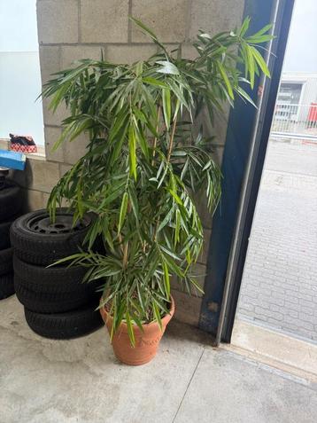 kunstplant beschikbaar voor biedingen