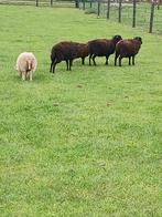 Oussant schaapjes zoeken nieuw huis., Dieren en Toebehoren, Meerdere dieren, Schaap