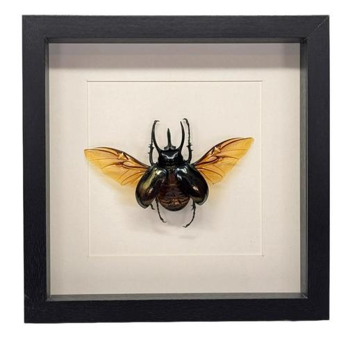 Eupatorus gracilicornis kever passe partout lijst 25x25 cm, Verzamelen, Dierenverzamelingen, Nieuw, Opgezet dier, Insect, Ophalen of Verzenden