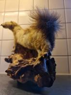 Taxidermie marter
op decoratief hout
mooi kleur
40-45 cm, Verzamelen, Dierenverzamelingen, Ophalen of Verzenden, Zo goed als nieuw