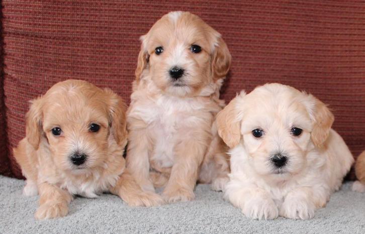 maltipoo pups, Dieren en Toebehoren, Honden | Niet-rashonden, Klein, Meerdere dieren, Fokker | Professioneel, Meerdere, Nederland