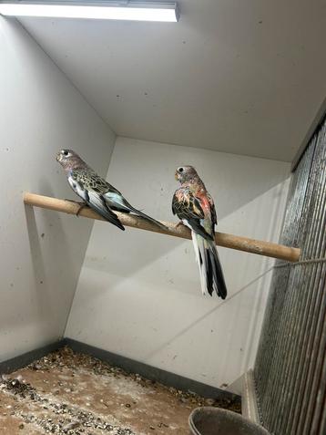 4 stuks wildkleur gezoomde bourkes beschikbaar voor biedingen