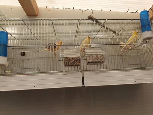 Kanaries ( en een koppel zwartkop sijzen ), Dieren en Toebehoren, Vogels | Kanaries, Kleurkanarie, Meerdere dieren
