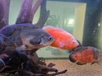 4 Pauwoogcichliden van 25-30 cm, Dieren en Toebehoren, Vissen | Aquariumvissen, Vis, Zoetwatervis