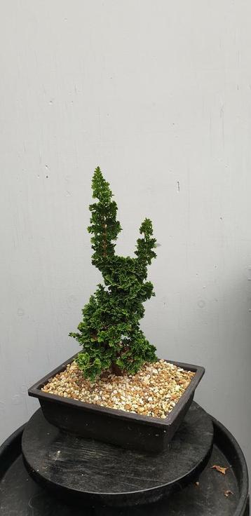 Thuja occidentalis pre bonsai beschikbaar voor biedingen