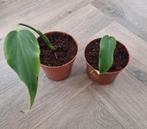 Monstera Burle Marx Flame, geworteld, Ophalen of Verzenden