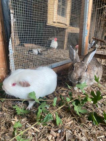 Cavia en konijn beschikbaar voor biedingen