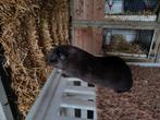 8 jonge cavia's te koop aangeboden, Cavia, Juni, Mannelijk, Tam