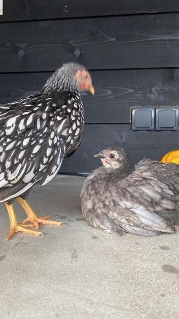 Twee hen kuikens beschikbaar voor biedingen