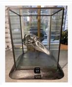 Vitrine met echte opgezette vogel schedel, op houten voet, Ophalen of Verzenden, Nieuw, Vogel, Opgezet dier