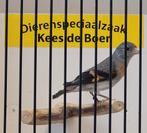 Kapoetsensijs pop, Dieren en Toebehoren, Vrouwelijk, Geringd