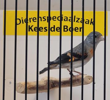 Kapoetsensijs pop  beschikbaar voor biedingen