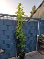 Mooie zuil Amber(Liquidambar Slender Silhoutte) 200 cm hoog., Tuin en Terras, Planten | Bomen, Ophalen, Halfschaduw, Overige soorten
