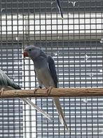 Halsbandparkiet, Geslacht onbekend, Parkiet