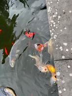 Koi karpers 7 stuks, Dieren en Toebehoren, Karper of Koi