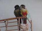 2 lieve Pyrrhura’s Loki & El Chapo incl. kooi & speelplaats, Mannelijk, Parkiet, Tam