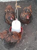 Orpington groot hennen, Dieren en Toebehoren, Pluimvee, Vrouwelijk, Kip