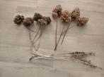 Droogbloemen, hortensia, Annabelle, Ophalen of Verzenden, Zo goed als nieuw