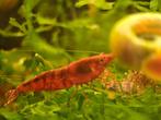 Red sakura | neocaridina garnaal, Dieren en Toebehoren, Vissen | Aquariumvissen, Zoetwatervis, Kreeft, Krab of Garnaal, Schoolvis