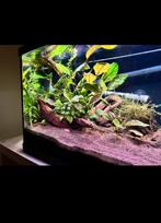 Superfish aquarium 60L ingedraaid met planten en vele extra, Dieren en Toebehoren, Vissen | Aquaria en Toebehoren, Ophalen of Verzenden