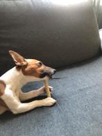 Jack Russel, Dieren en Toebehoren, Jack Russell Terriër, CDV (hondenziekte), 1 tot 2 jaar, Teef