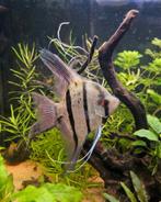 Maanvis, Vis, Zoetwatervis