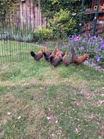 9 jonge Hollandse kriel 5 hennen 4 hanen patrijs, Meerdere dieren, Kip
