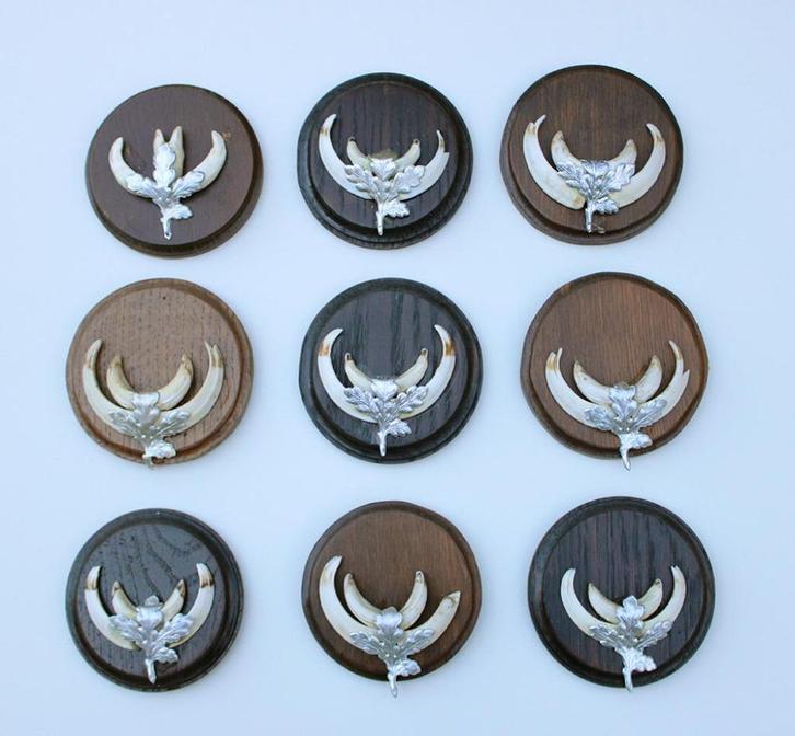 OPRUIMING: 9 x schild tanden EVERZWIJN / WILD ZWIJN, Verzamelen, Dierenverzamelingen, Gebruikt, Opgezet dier, Wild dier, Ophalen of Verzenden