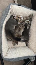 Brits korthaar kittens, Dieren en Toebehoren, Katten en Kittens | Raskatten | Korthaar, Poes, 0 tot 2 jaar