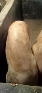 SCHARREL VARKEN vlees varken, Dieren en Toebehoren, Vrouwelijk, Varken, 0 tot 2 jaar