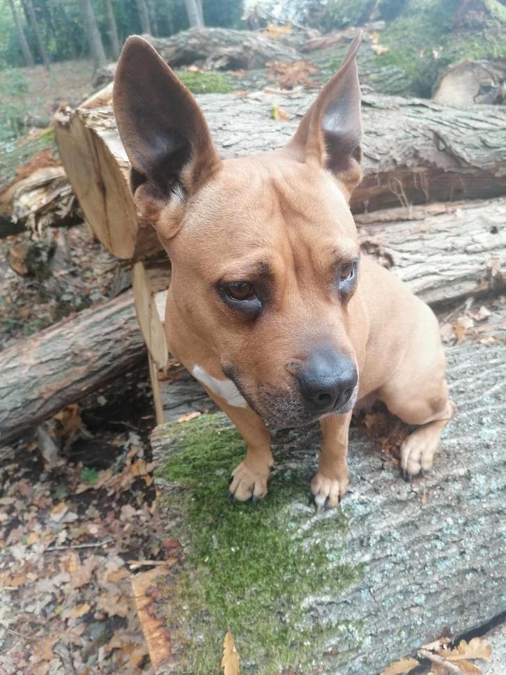American Amstaff (niet gecastreerd), Dieren en Toebehoren, Honden | Niet-rashonden, Teef, Particulier, Meerdere, Nederland, 3 tot 5 jaar