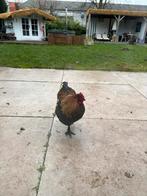 Kippen 6-8 gratis af te halen!, Dieren en Toebehoren, Pluimvee, Geslacht onbekend, Kip