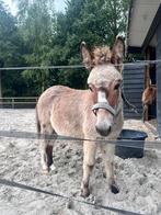Muildier, Dieren en Toebehoren, Minder dan 160 cm, Niet van toepassing, 0 tot 2 jaar, Hengst