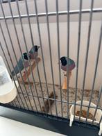 Blauw Gouldamadine, Dieren en Toebehoren, Vogels | Overige Vogels, Vrouwelijk