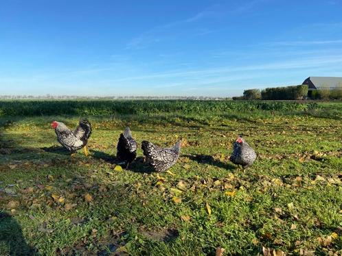 Wyandotte kriel kippen zilverzwart gezoomd gesekst + ingeënt, Dieren en Toebehoren, Pluimvee, Kip, Vrouwelijk