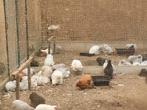 Cochin kriel hennetjes, Dieren en Toebehoren, Pluimvee, Vrouwelijk, Kip